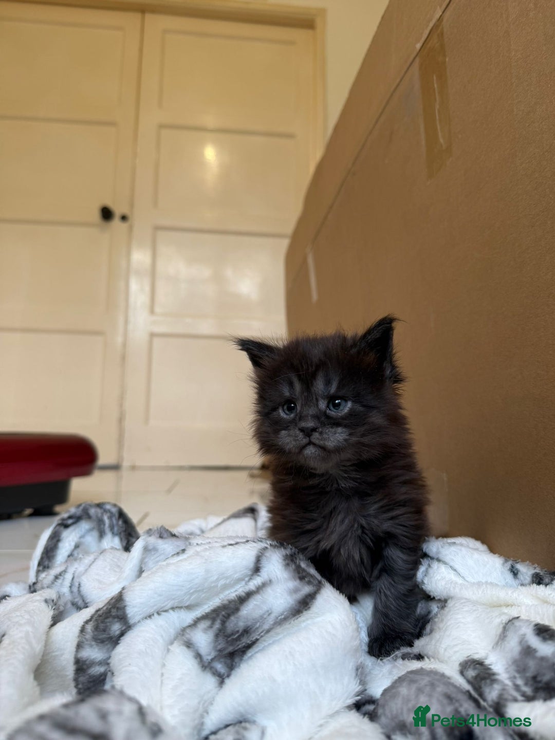 Maine Coon cats for sale: Pedigree Tica Russian Import line Maine Coons - Advert 18