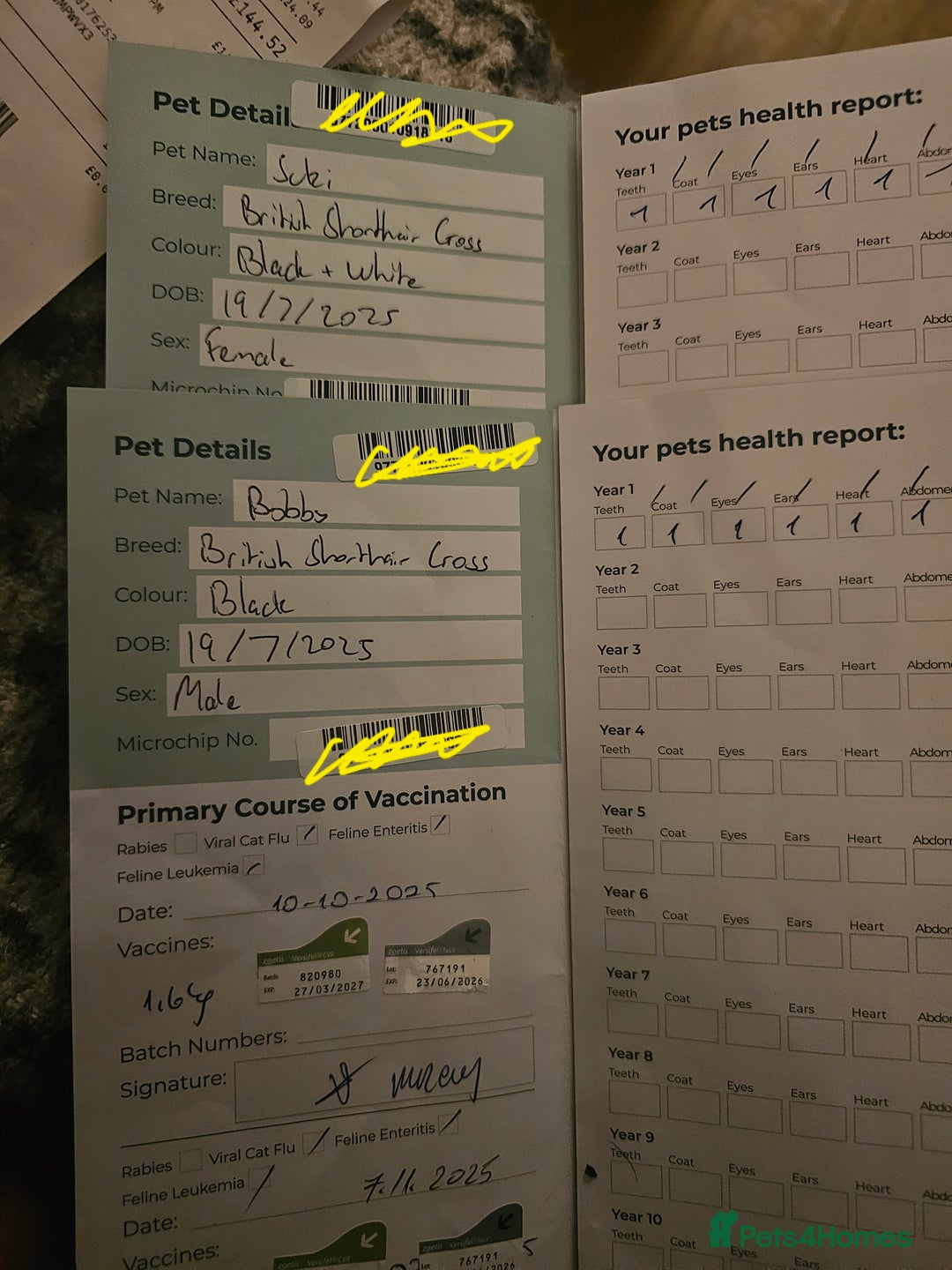 British Shorthair cats for sale: British shorthair cross DSH - Advert 12