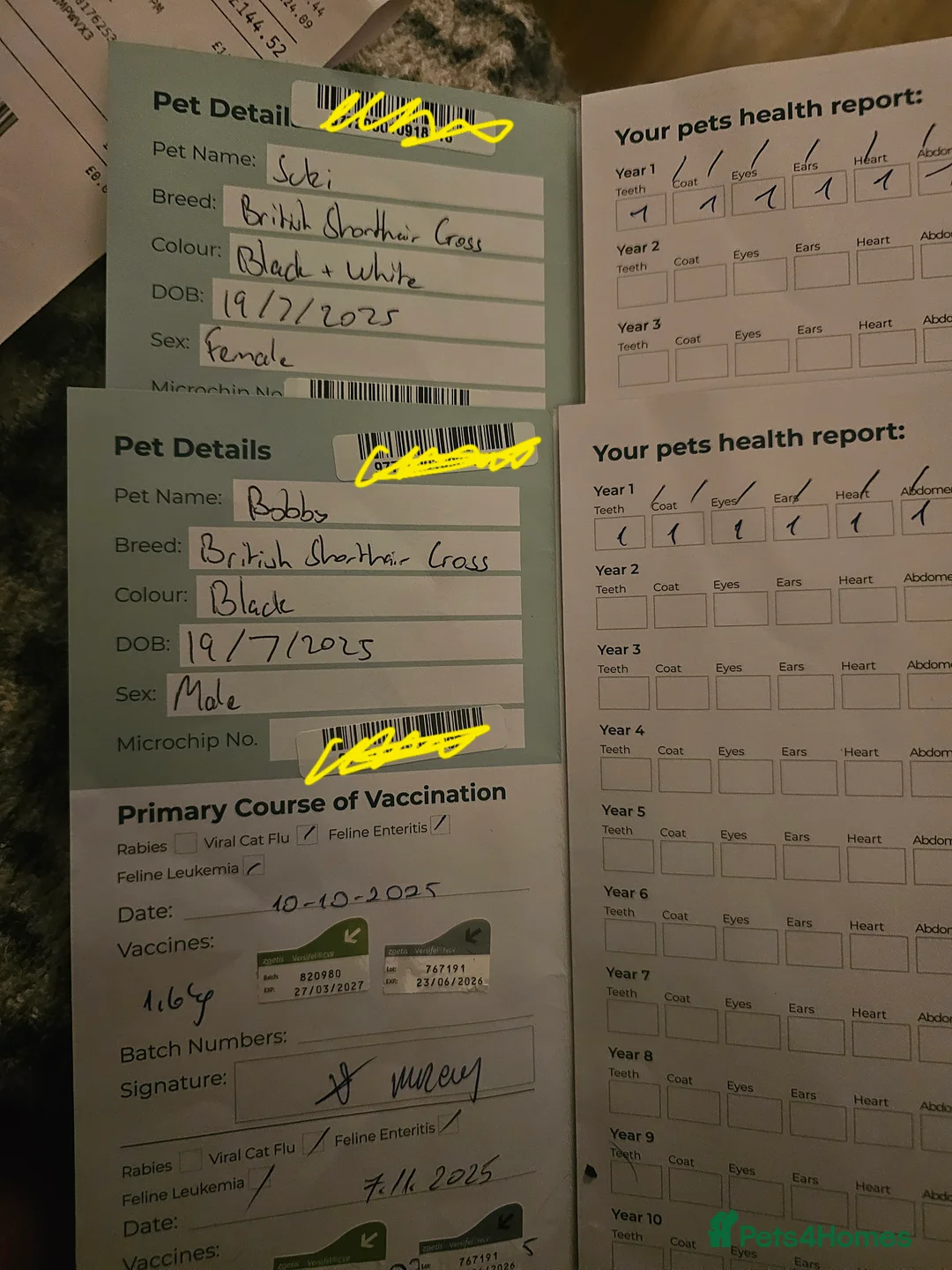 British Shorthair cats for sale: British shorthair cross DSH - Advert 6