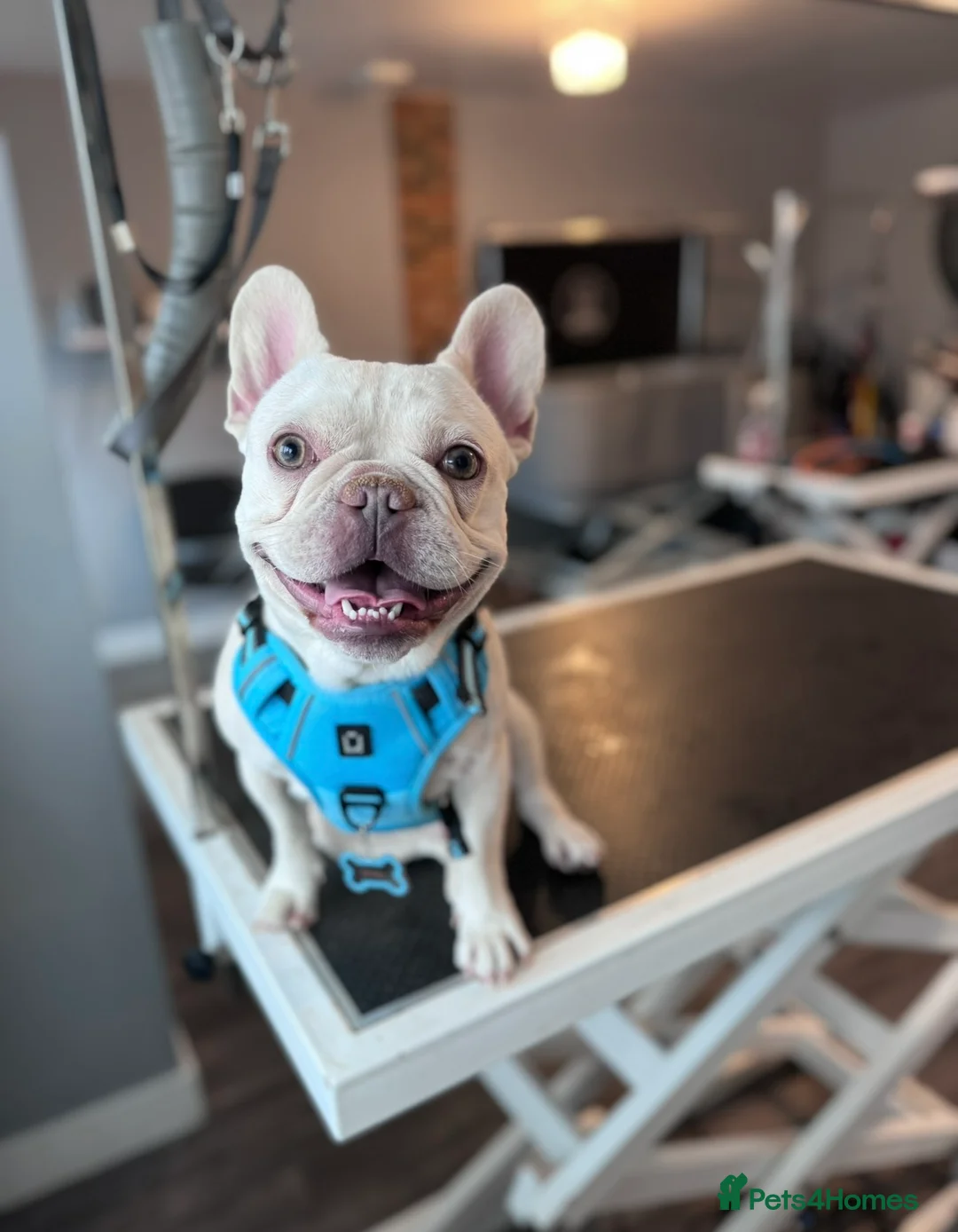 French Bulldog dogs for stud: Isabella & Fluffy Platinum  in Newcastle upon Tyne - Advert 1