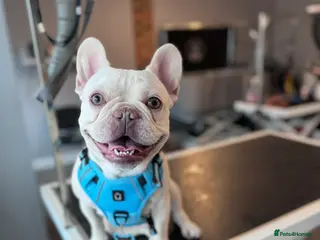 French Bulldog dogs Isabella & Fluffy Platinum in Newcastle upon Tyne - Advert 6