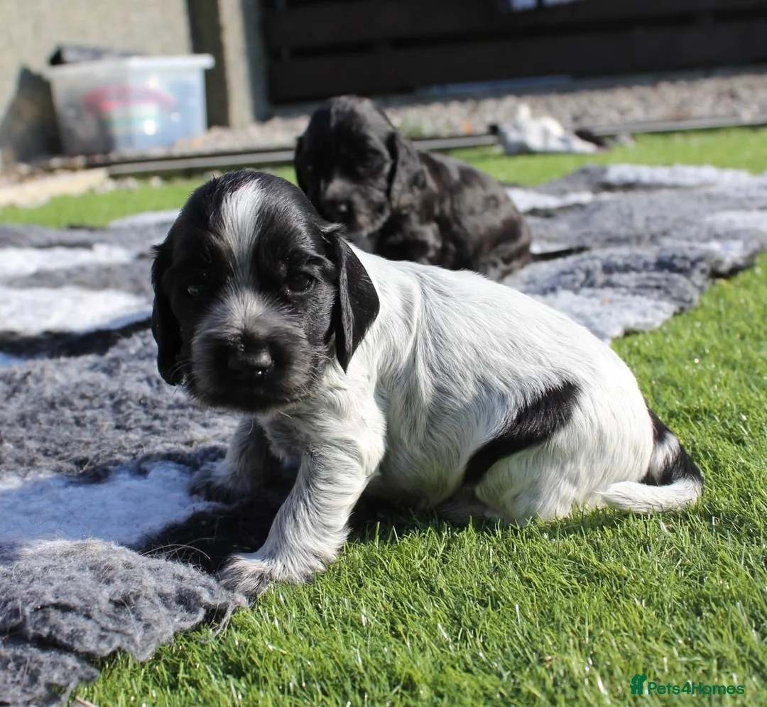 Cocker Spaniel dogs for sale: Beautiful Show Cocker Spaniels - Advert 1