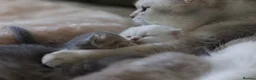 Scottish Fold cats for sale: Scottish fold  - Advert 8