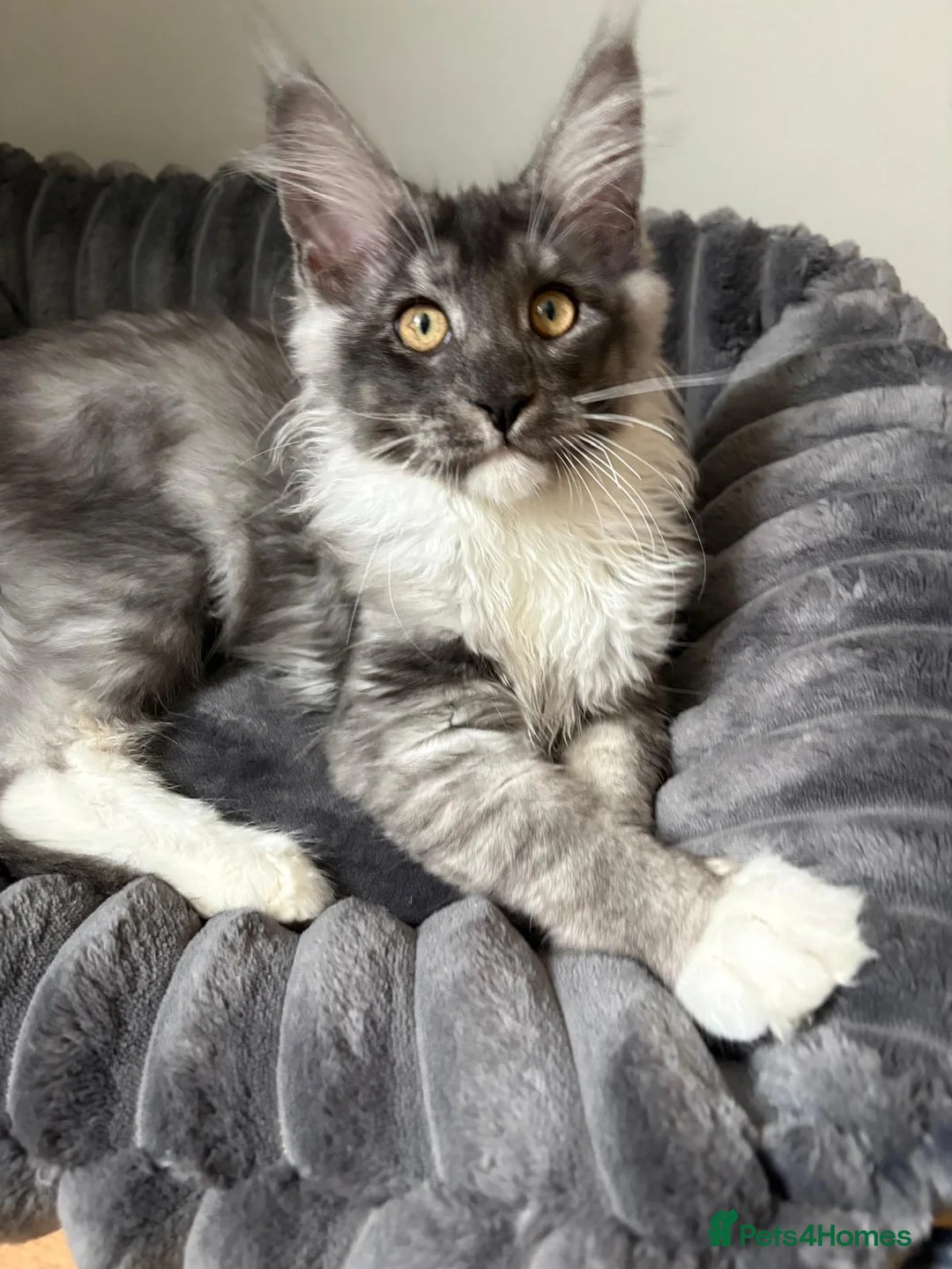 Maine Coon cats for sale: XL Maine Coon Kittens for Sale – TICA Reg - Advert 7