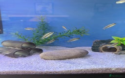 Bettas fish for sale: Tropical fish,betta samurai,angels,kribs,bn plecos - Image 5