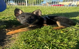 German Shepherd dogs for sale: 6 month old GSD pup  - Image 4