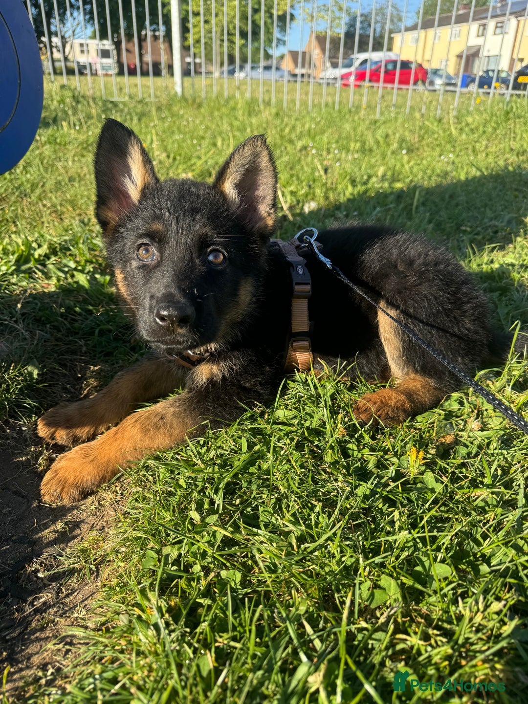 German Shepherd dogs for sale: 6 month old GSD pup  - Image 4