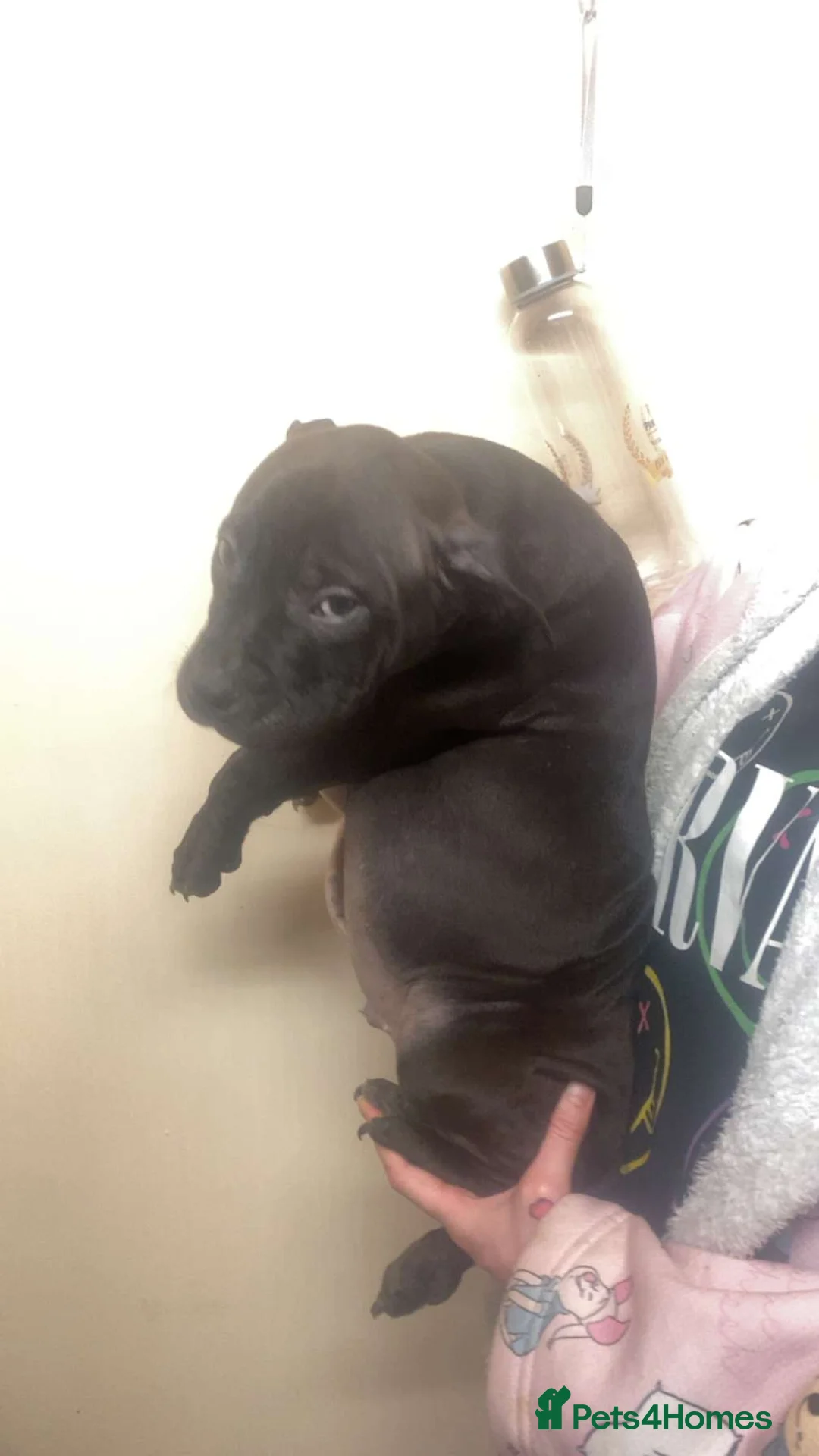 Staffordshire Bull Terrier dogs for sale: Beautiful Staffies pups  - Advert 13