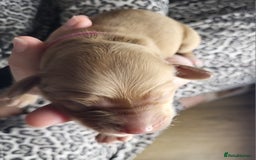 Cockapoo dogs for sale: 🐾 F1bb Red Cockapoo Puppies 🐾 - Advert 12