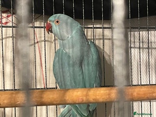 Ringnecks birds WHISTLING Ringneck - Advert 1