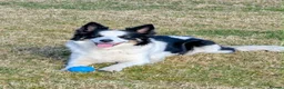 Border Collie dogs for sale: Gorgeous Border Collie puppies  - Advert 16