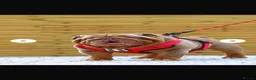 English Bulldog dogs for sale: *** QUALITY ENGLISH BULLDOG’s *** - Advert 3