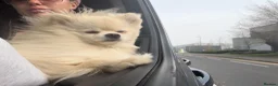 Pomeranian dogs for stud: Gorgeous white Pomeranian for stud  - Advert 7