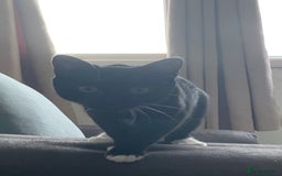 Mixed Breed cats for sale: Socks - Image 5