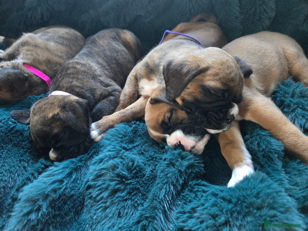 Boxer dogs for sale: KC PEDIGREE BOXER PUPPIES  - Image 13