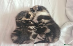 British Shorthair cats for sale: Cute british-shorthair kittens  - Image 10