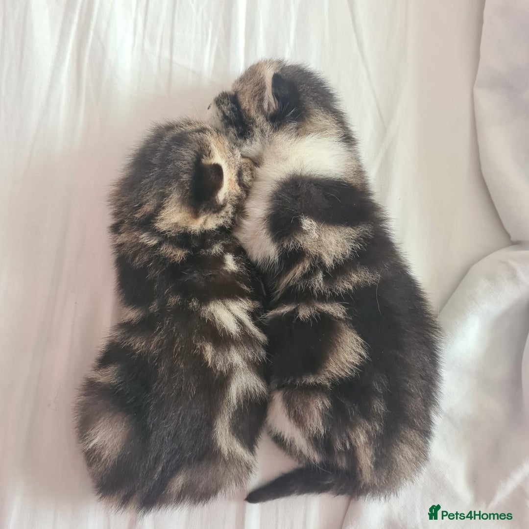 British Shorthair cats for sale: Cute british-shorthair kittens  - Image 10