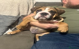English Bulldog dogs for stud: 1 YEAR OLD MARSHALL READY TO TRY STUDDING  - Image 10