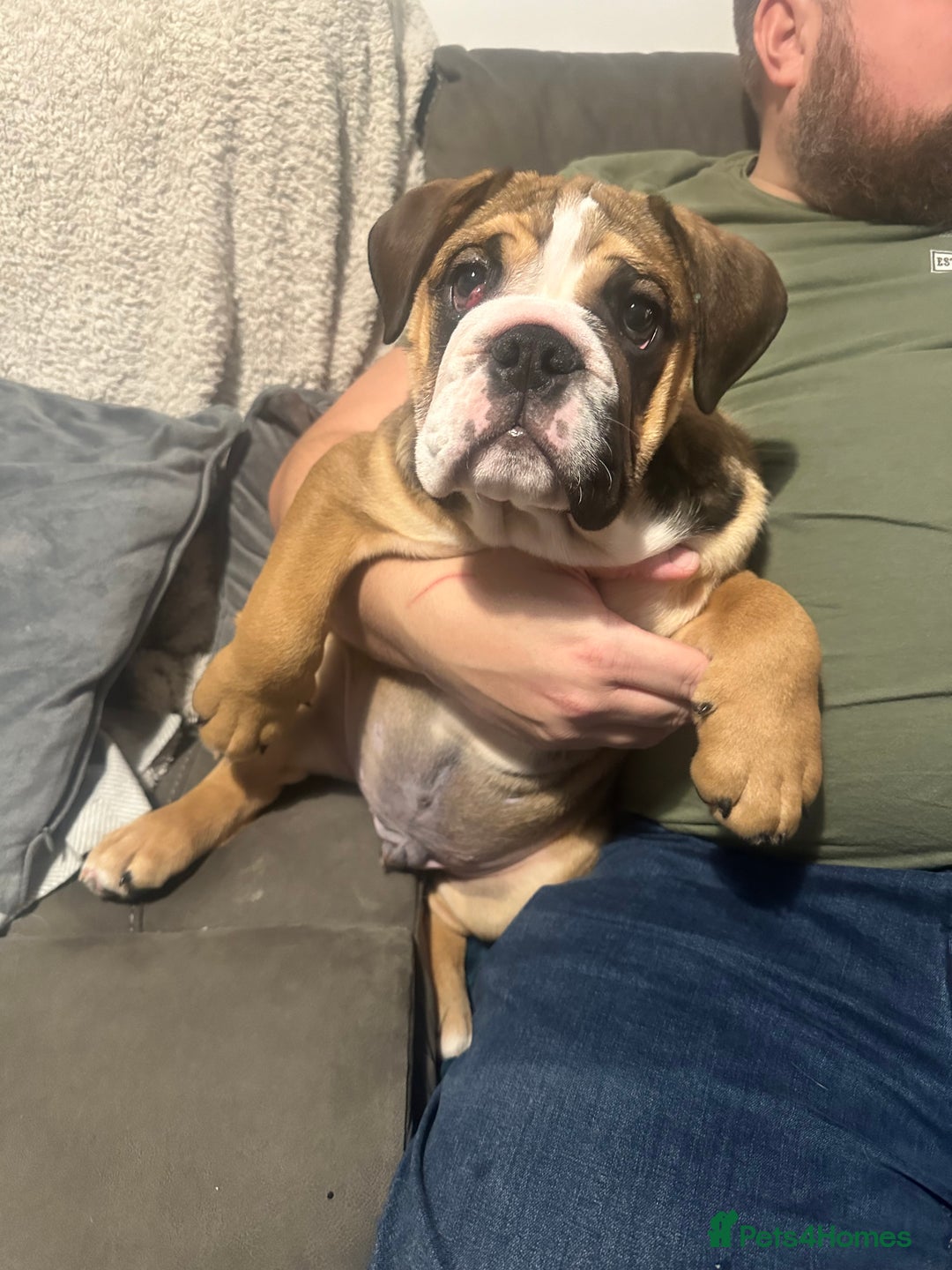 English Bulldog dogs for stud: 1 YEAR OLD MARSHALL READY TO TRY STUDDING  - Image 10