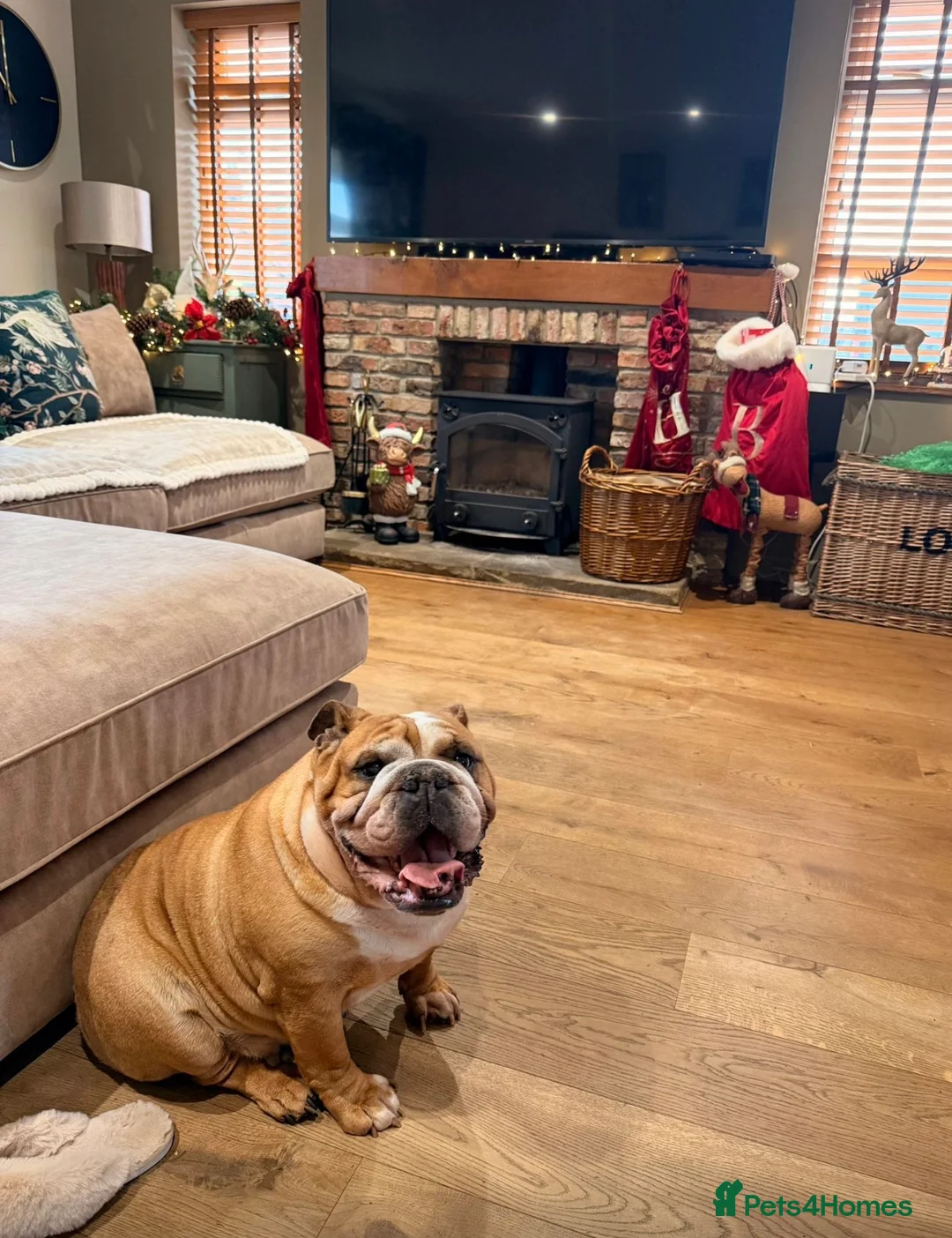 English Bulldog dogs for sale: Female English Bull Dog 7 years old  - Advert 4