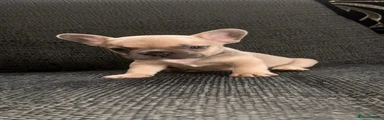 French Bulldog 1