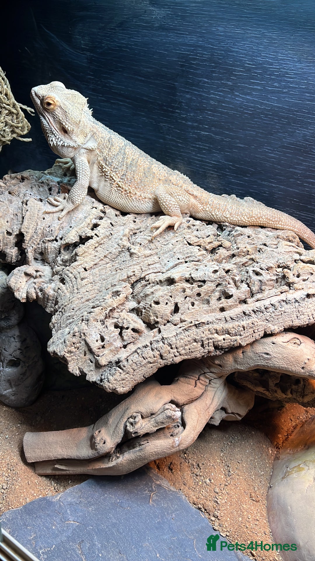 Bearded Dragon reptiles for sale: Rehoming Remy - Advert 6
