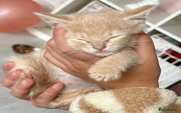 Ragdoll cats for sale: Ragdoll x - Image 9