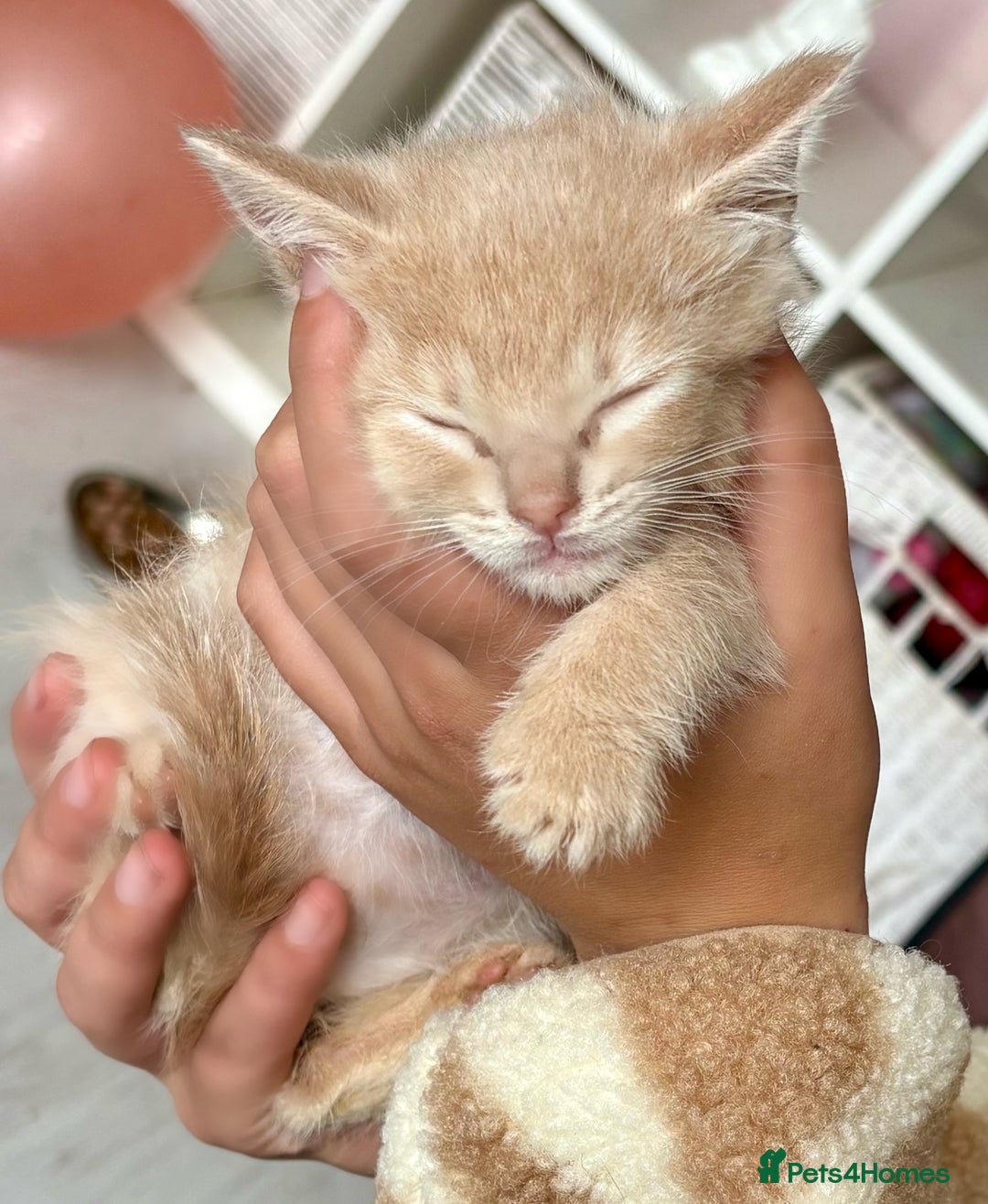 Ragdoll cats for sale: Ragdoll x - Image 9