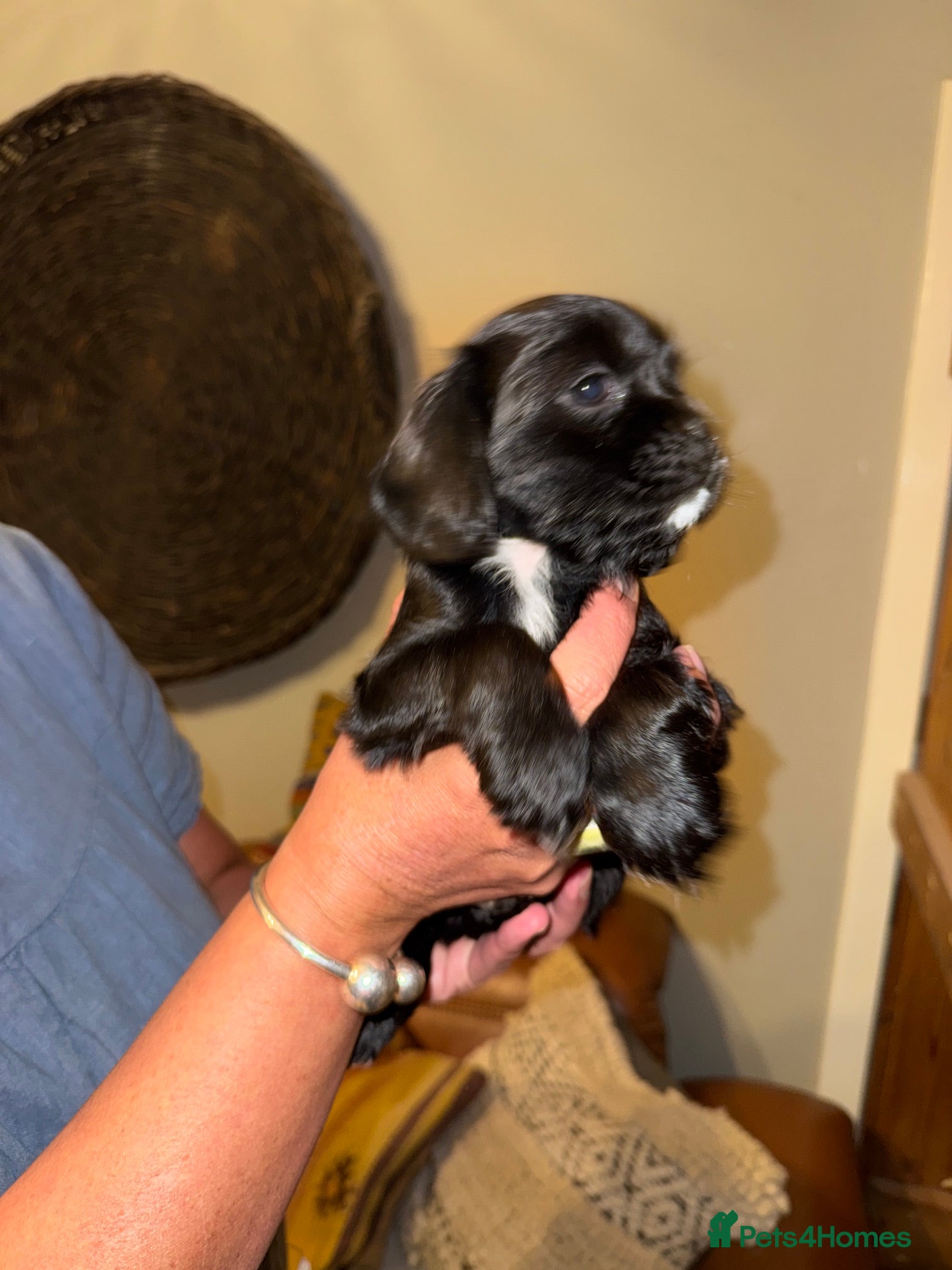 Mixed Breed dogs for sale: Stunning Colonial Cocker Spaniel Girls - Advert 8