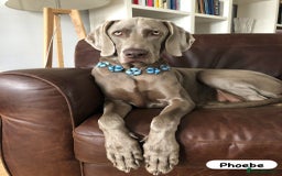 Weimaraner dogs for sale: Exceptional litter of Weimaraner puppies  - Image 34