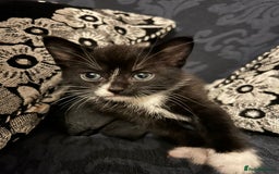 Mixed Breed cats for sale: 7 weeks kittens - Image 4
