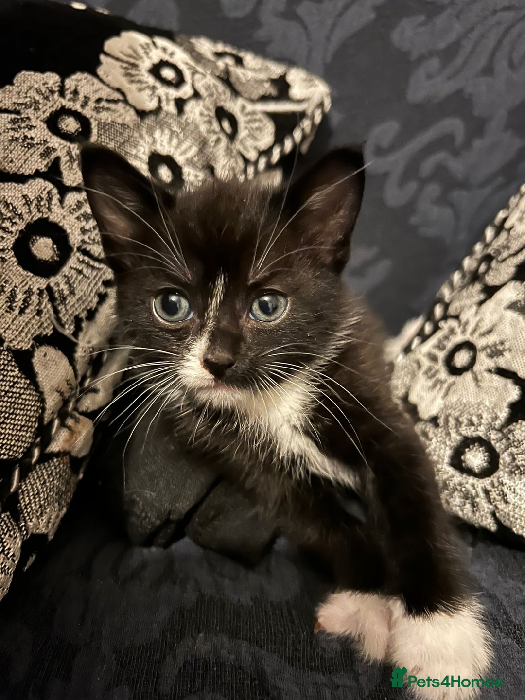 Mixed Breed cats for sale: 7 weeks kittens - Image 4