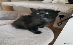 Mixed Breed cats for sale: Two male kittens. Possible delivery. - Advert 6