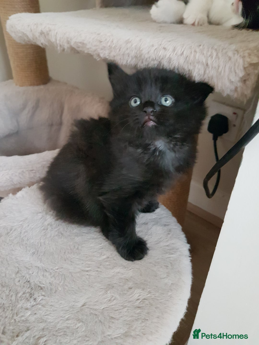 Mixed Breed cats for sale: Two male kittens. Possible delivery. - Advert 6