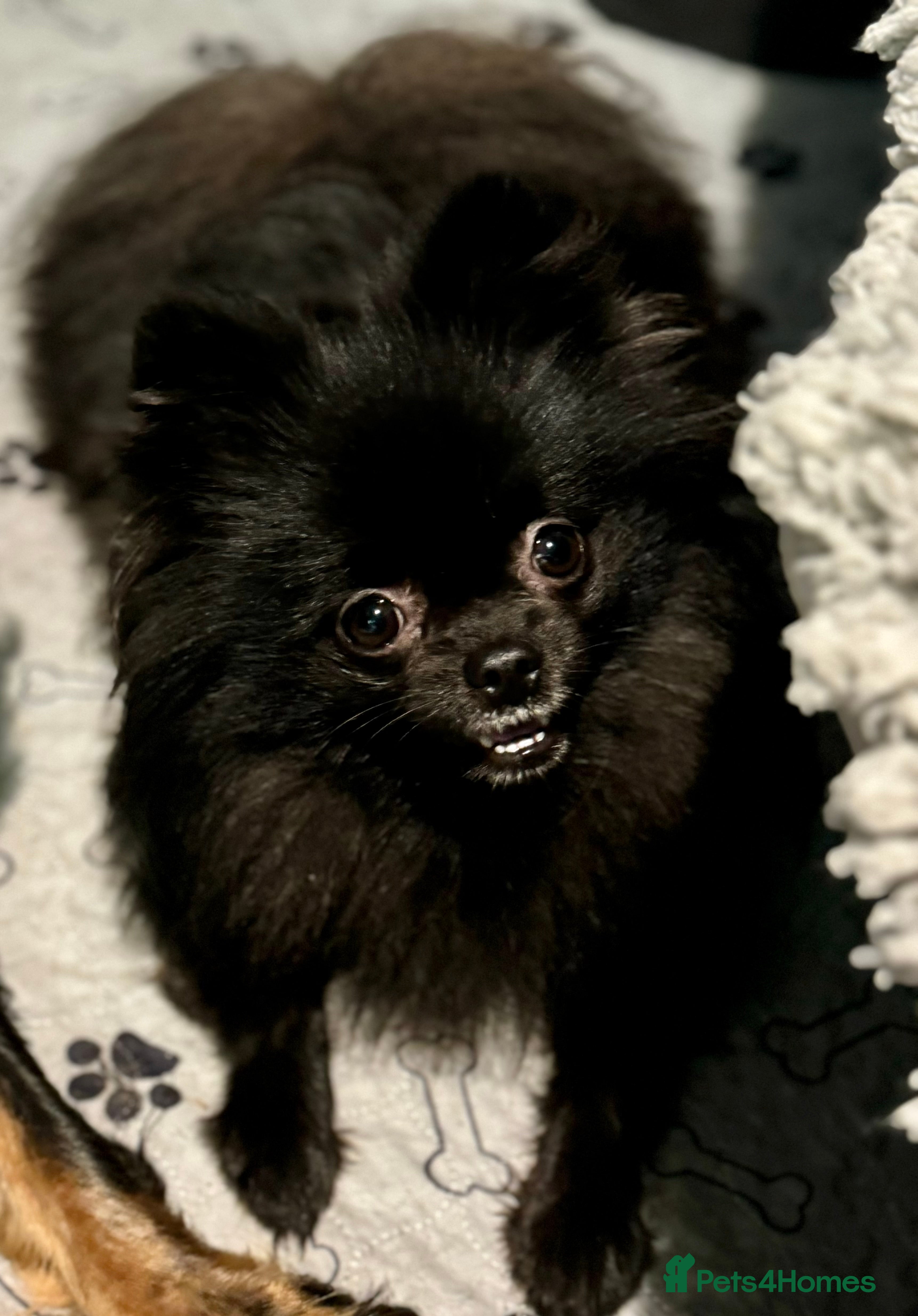 Pomeranian dogs 2 sweet tiny boys! - Advert 1