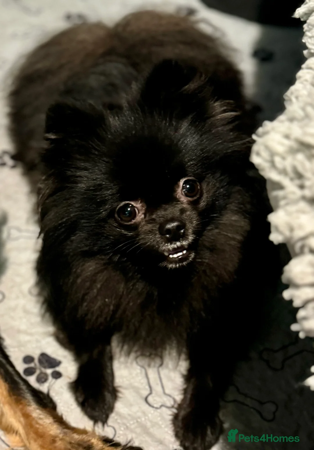 Pomeranian dogs for sale: 2 sweet tiny boys! - Advert 3