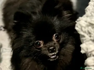 Pomeranian dogs 2 sweet tiny boys! - Advert 1