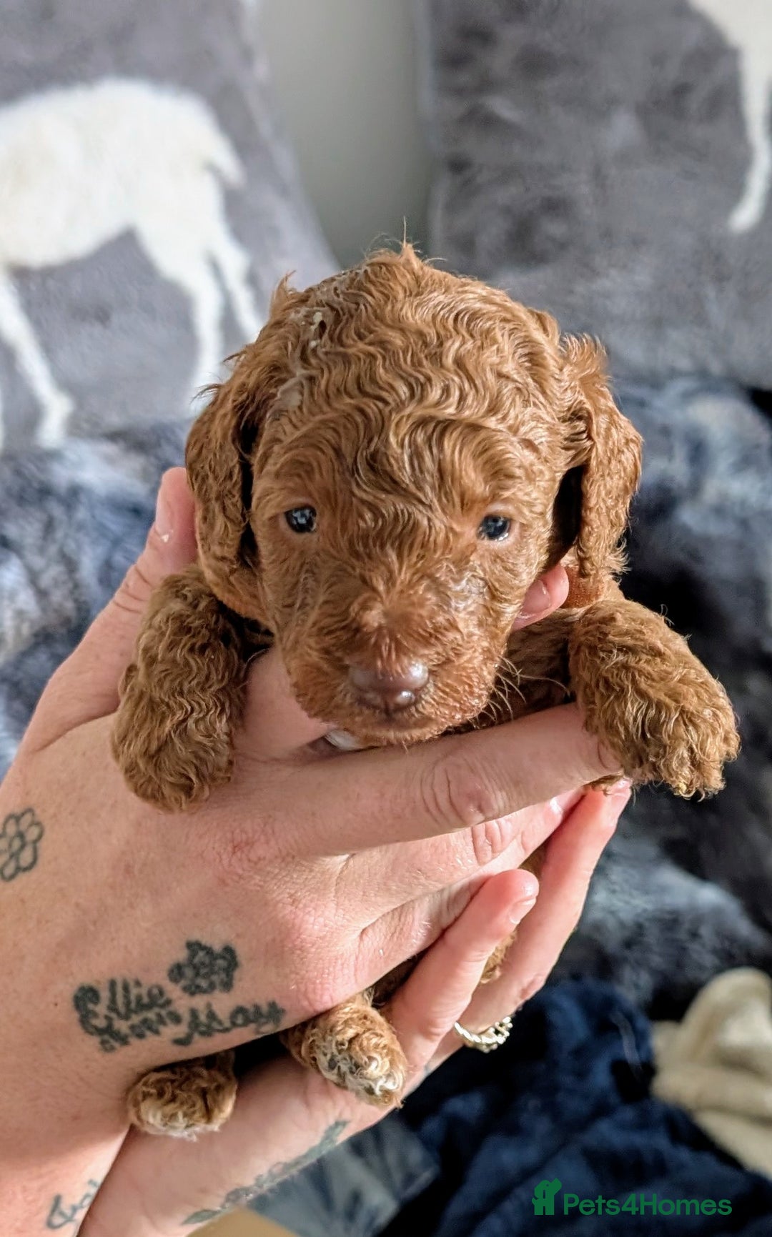 Cavapoo dogs for sale: Beautiful Cavapoo X toy poodle puppies  - Image 11