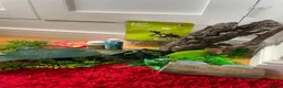 Gecko reptiles for sale: Crested Gecko with full set up  in Doncaster - Advert 9