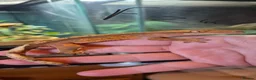 Gecko reptiles for sale: Breeding cresties and gargs and babies - Advert 11