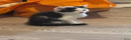 Mixed Breed cats for sale: Two black and white female cats  - Advert 5