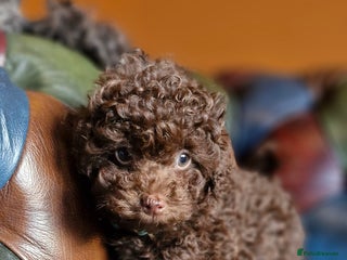 Toy Poodle dogs Gorgeous chocolate tiny toy poodles - Advert 16