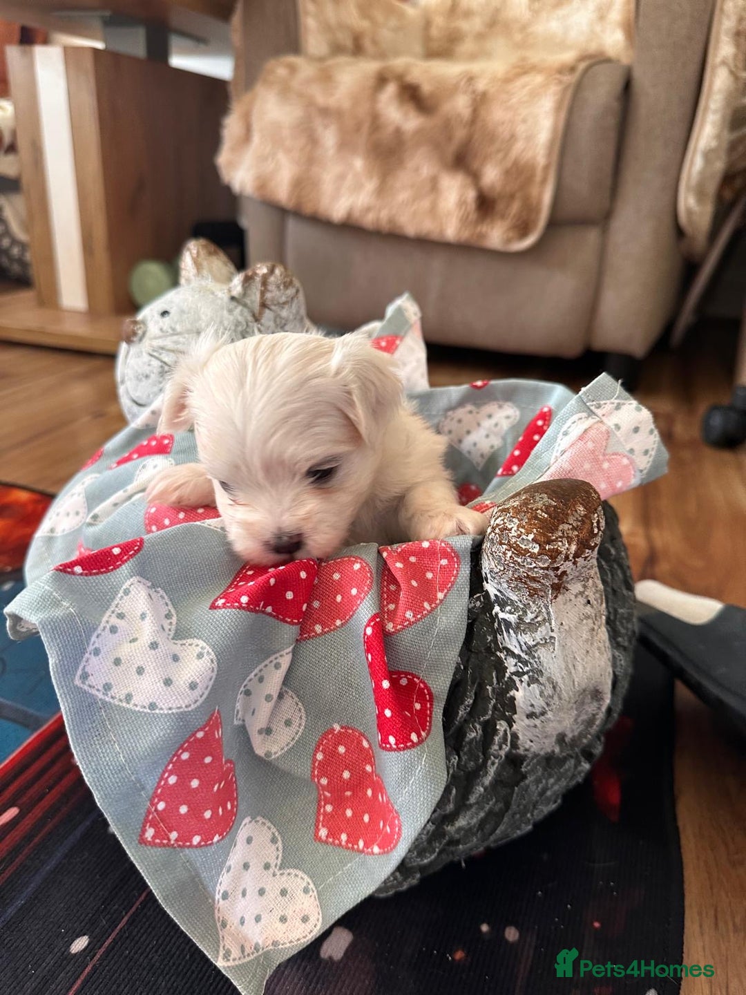 Maltese dogs for sale:  Beautiful maltese - Advert 25