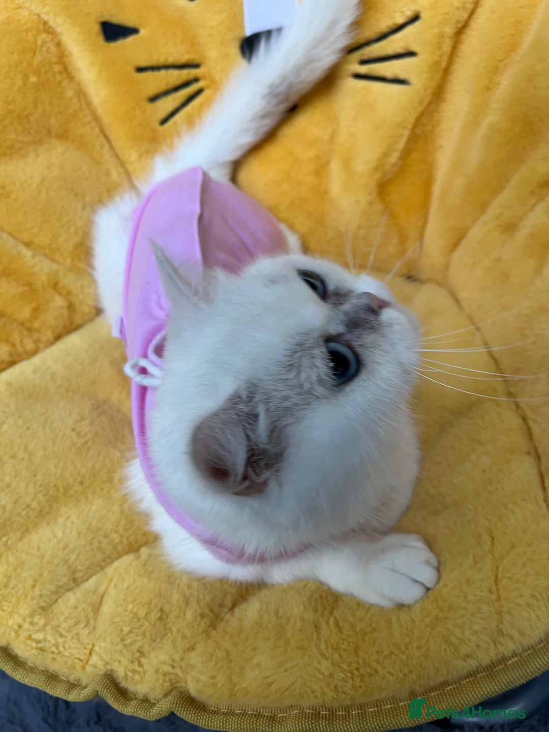 British Shorthair cats for sale: Champion lines for adoption  - Image 6