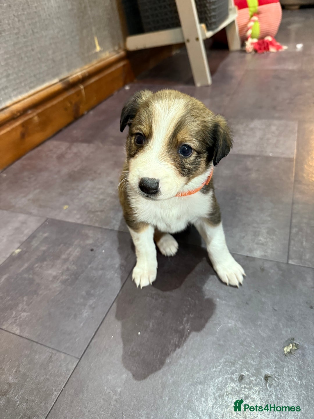 Mixed Breed dogs for sale: Border collie X Welsh collie pups - Advert 2