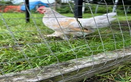 Chickens poultry for sale: Mixed breed sablepoot chickens  - Image 10