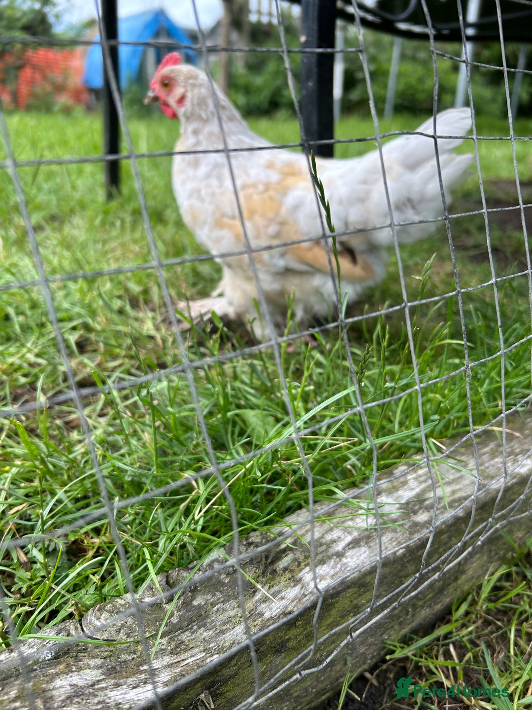 Chickens poultry for sale: Mixed breed sablepoot chickens  - Image 10