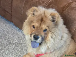 Chow Chow dogs Chow chow - Advert 4