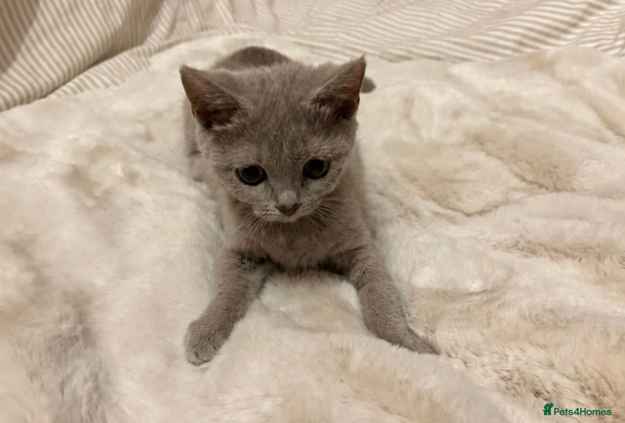 Mixed Breed cats Beautiful British short hair x Russian blue  - Advert 2