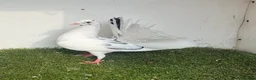 Pigeons birds for sale: Baby fantail pigeons  - Advert 8